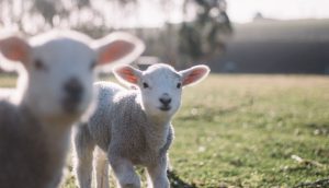Proč pečeme velikonočního beránka? O významu velikonočních symbolů.